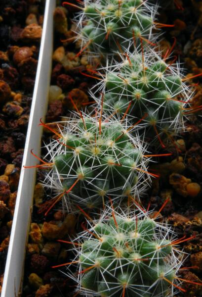 Mammillaria oteroi 