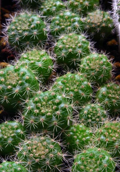 Rebutia violaciflora 