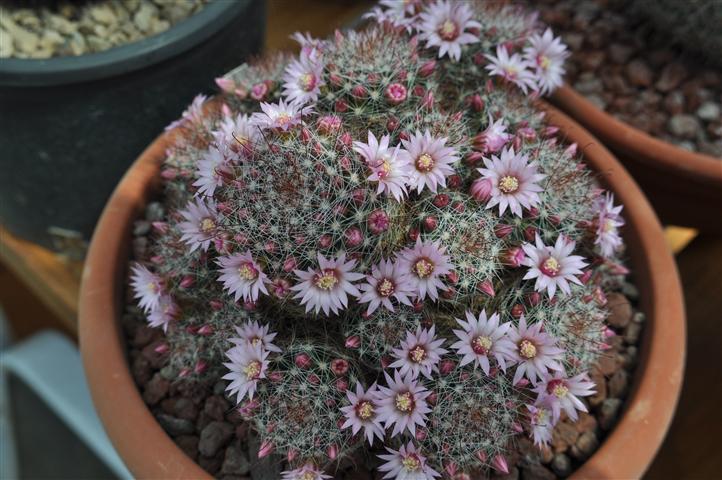 Mammillaria zeilmanniana 