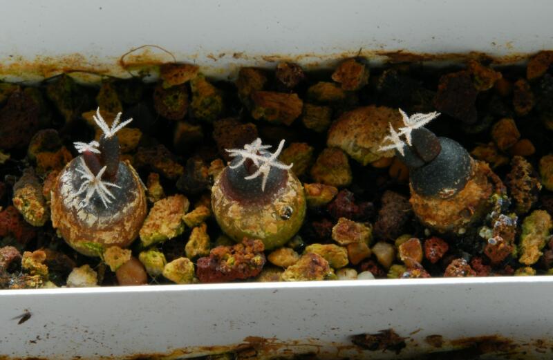 Ariocarpus trigonus 