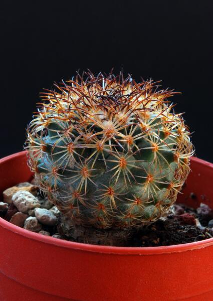 Gymnocactus ysabelae HO776