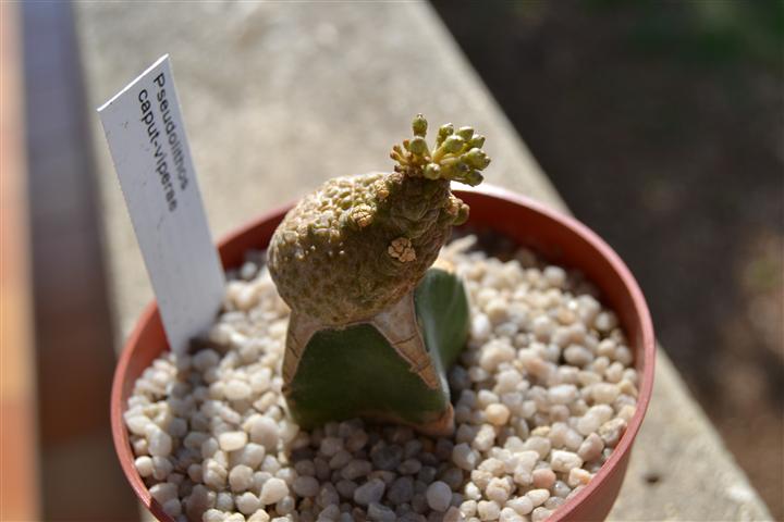 Pseudolithos caput-viperae 