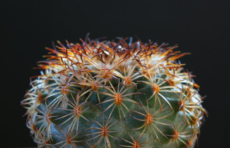 Gymnocactus ysabelae HO776