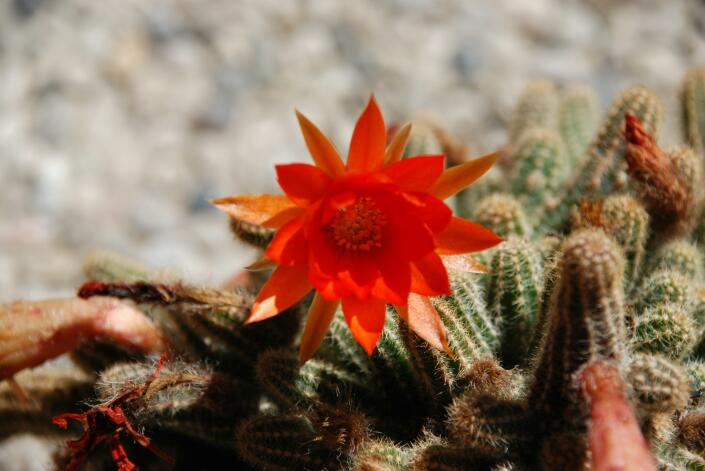 Chamaecereus silvestrii 