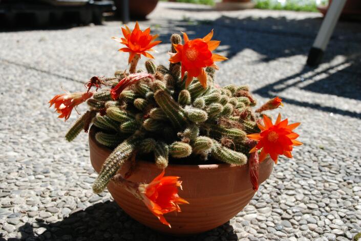 Chamaecereus silvestrii 