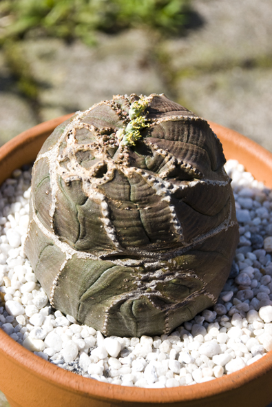 Euphorbia obesa 