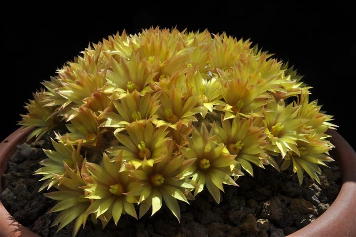 Mammillaria baumii 