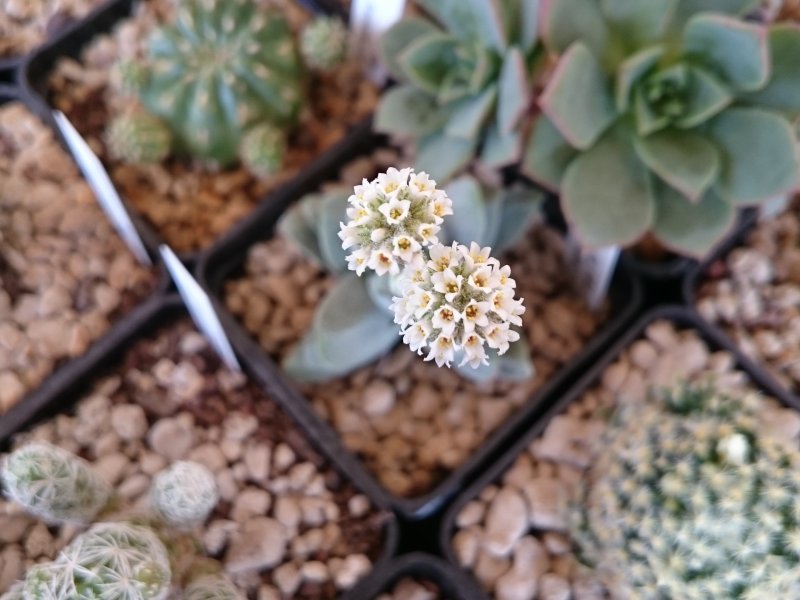 Crassula tecta 