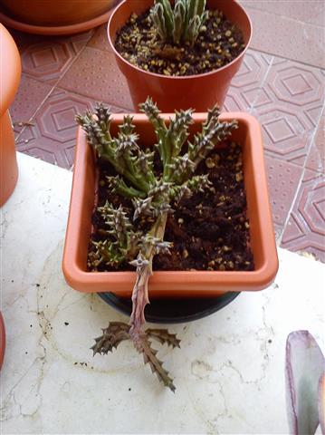 Stapelia variegata 