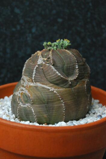 euphorbia obesa 