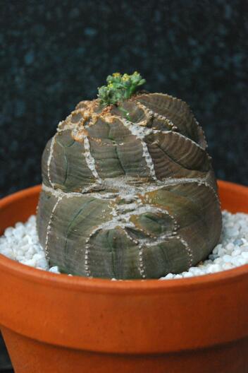 euphorbia obesa 