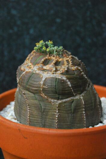 euphorbia obesa 