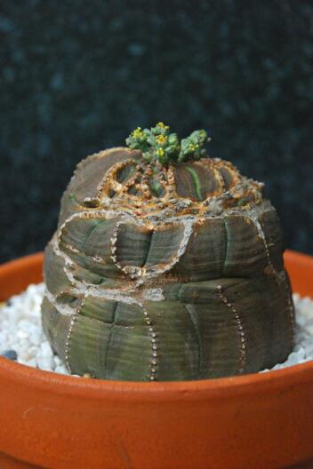 euphorbia obesa 