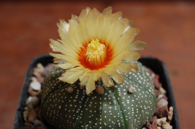 Astrophytum asterias 