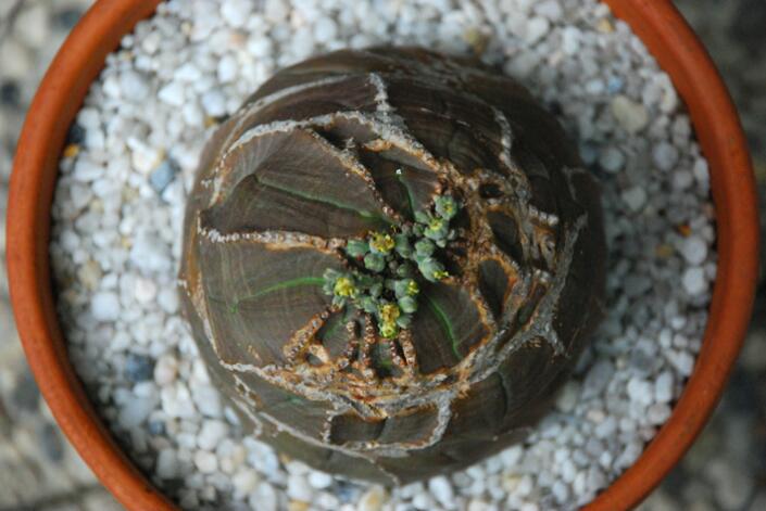 euphorbia obesa 