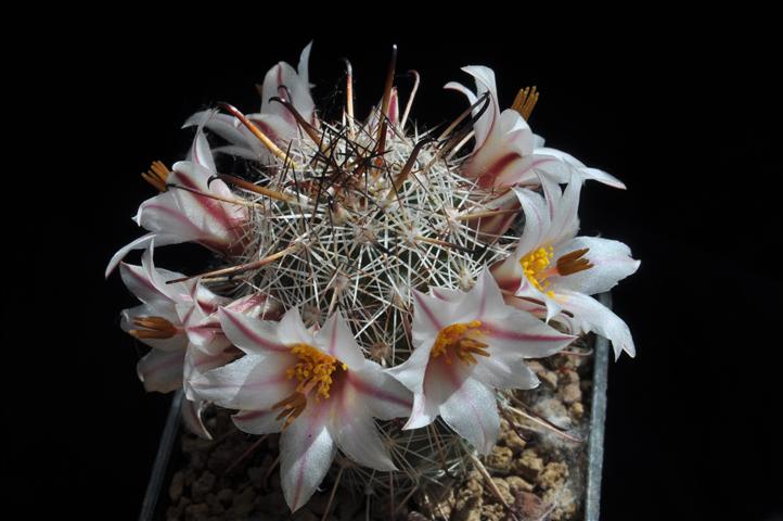 Mammillaria hutchisoniana SB1250