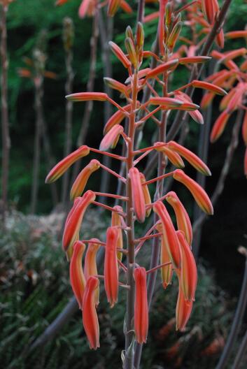 Aloe aristata 