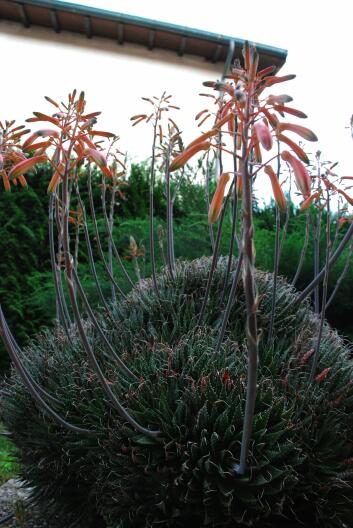 Aloe aristata 