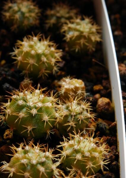 Melocactus matanzanus f. variegatus 