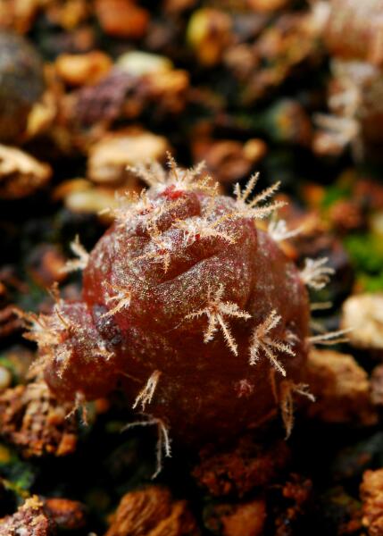 Lophophora jourdaniana 