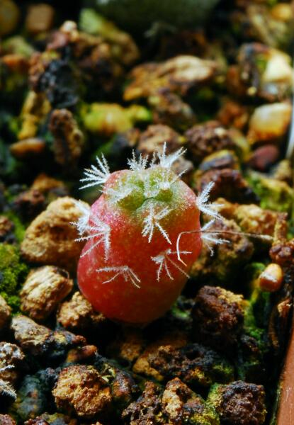 Lophophora jourdaniana 