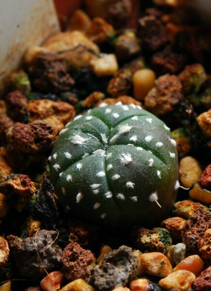 astrophytum asterias cv. supersnow