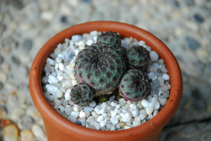 Sulcorebutia rauschii WR289