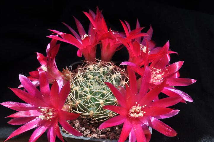 Sulcorebutia purpurea 