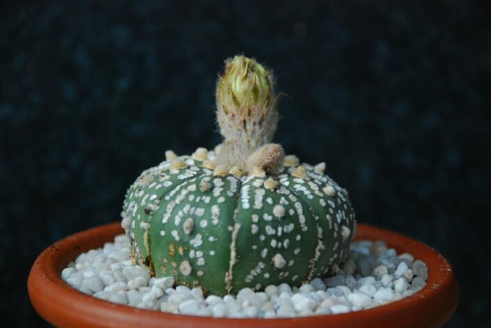 Astrophytum asterias cv. super kabuto 