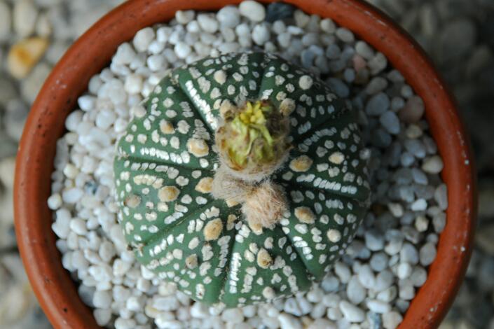 Astrophytum asterias cv. super kabuto 