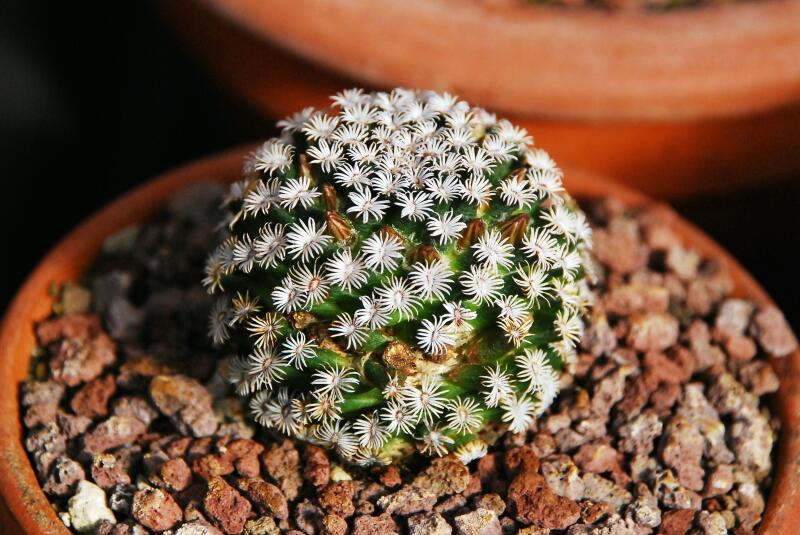 Mammillaria hernandezii 