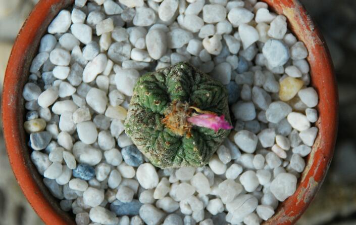 Aztekium ritteri 