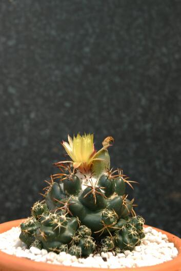 Coryphantha elephantidens 