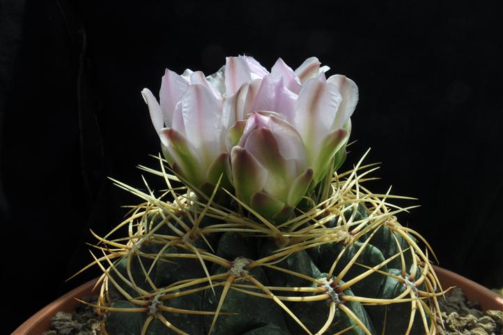 Gymnocalycium monvillei 