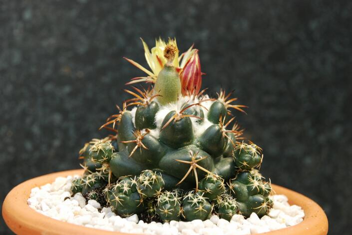 Coryphantha elephantidens 