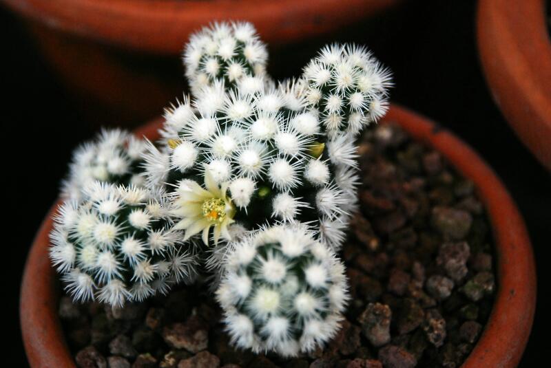 Mammillaria gracilis cv. arizona snowcap 