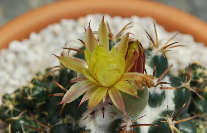 Coryphantha elephantidens 