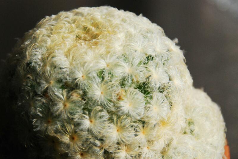 Mammillaria plumosa 