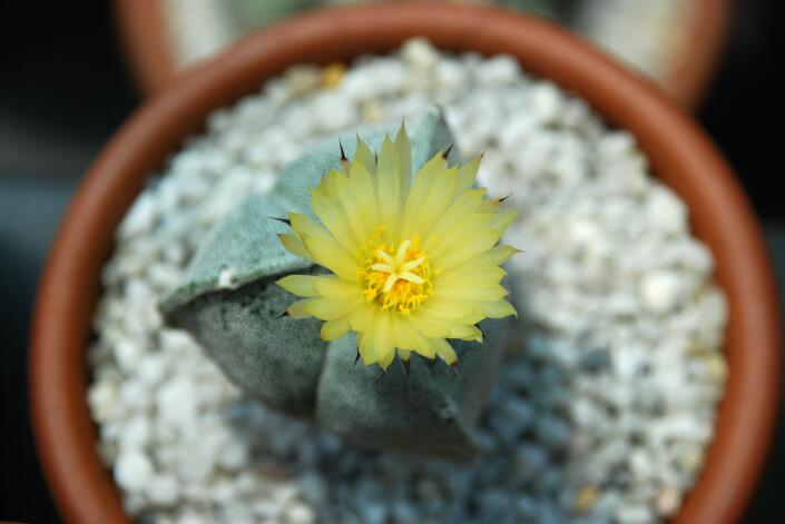 Astrophytum myriostigma f. tricostatum 