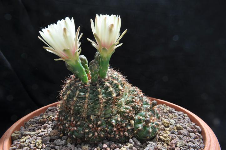 Gymnocalycium mesopotamicum 