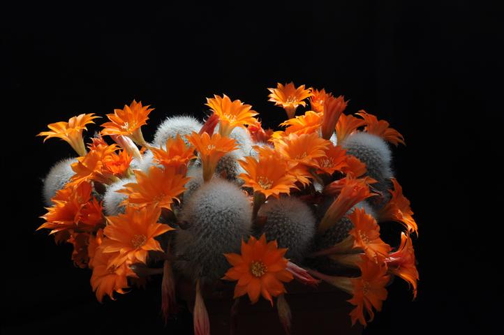 Rebutia muscula 