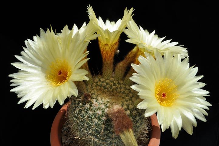Notocactus concinnus v. apricus 