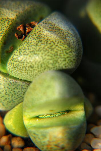 Pleiospilos nelii 