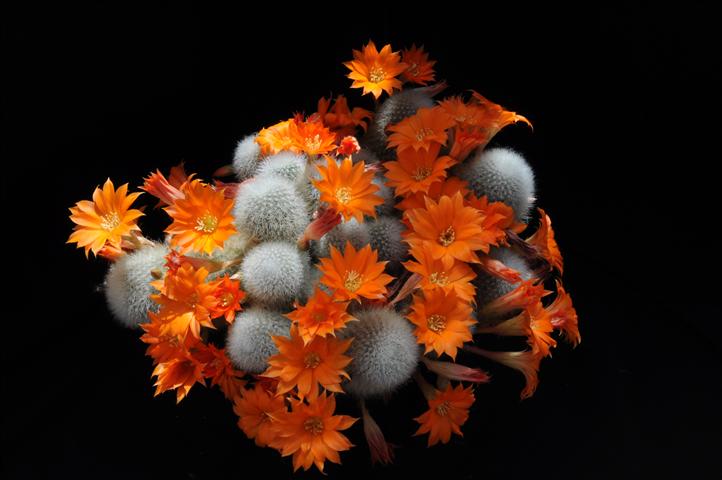 Rebutia muscula 
