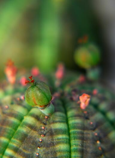 Euphorbia obesa 