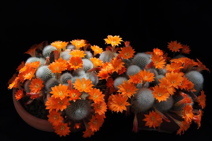 Rebutia muscula 