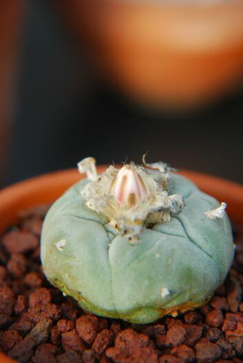 Lophophora diffusa MK 85.255