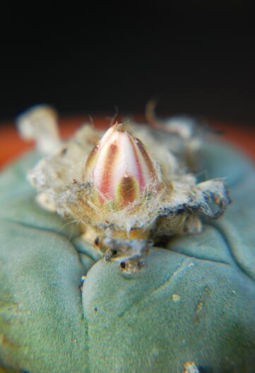 Lophophora diffusa MK 85.255