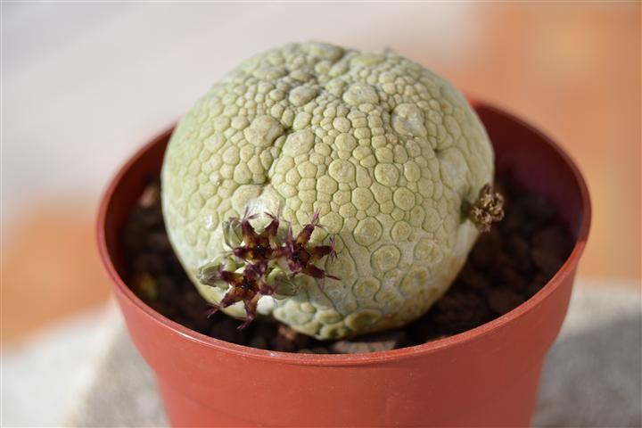 Pseudolithos migiurtinus 