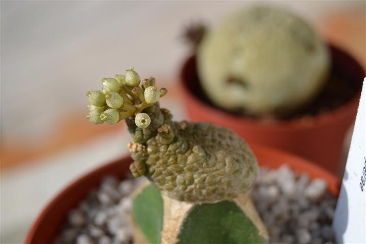 Pseudolithos caput-viperae 